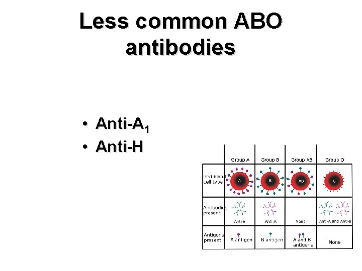 Less common ABO antibodies • Anti-A 1 • Anti-H 