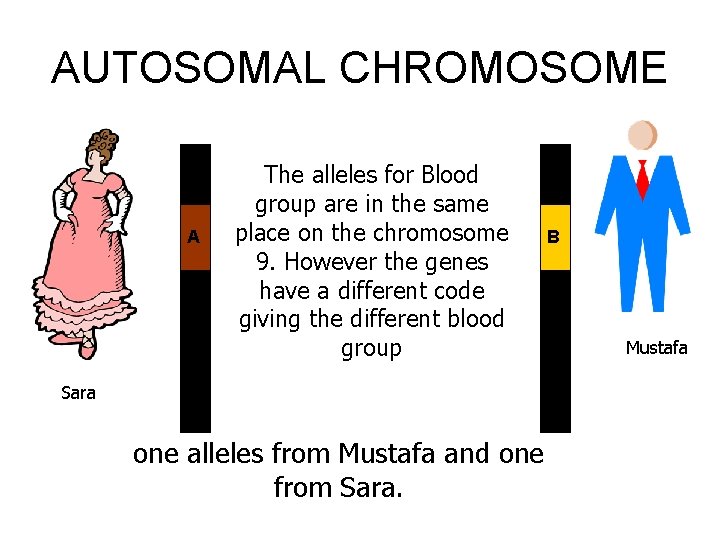 AUTOSOMAL CHROMOSOME A The alleles for Blood group are in the same place on