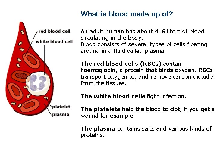 What is blood made up of? An adult human has about 4– 6 liters