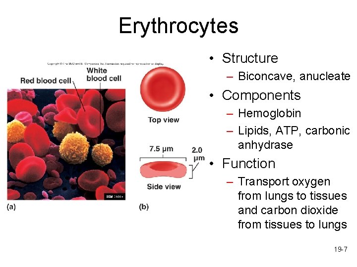 Erythrocytes • Structure – Biconcave, anucleate • Components – Hemoglobin – Lipids, ATP, carbonic