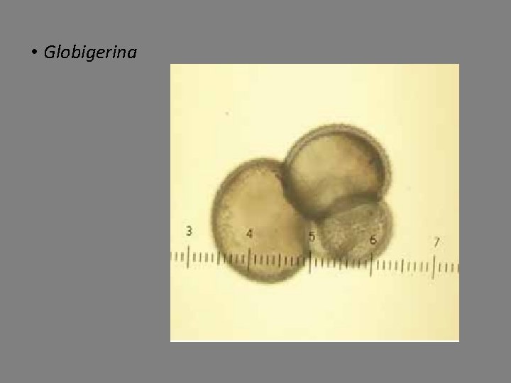  • Globigerina 