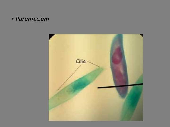  • Paramecium 