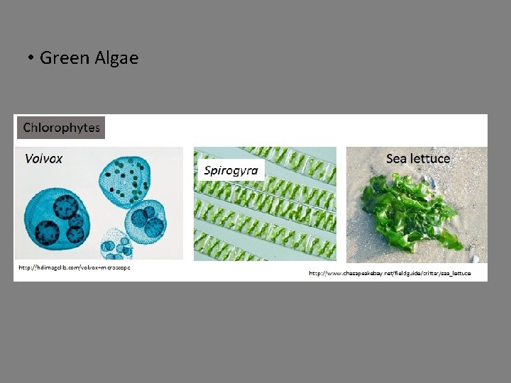 • Green Algae 