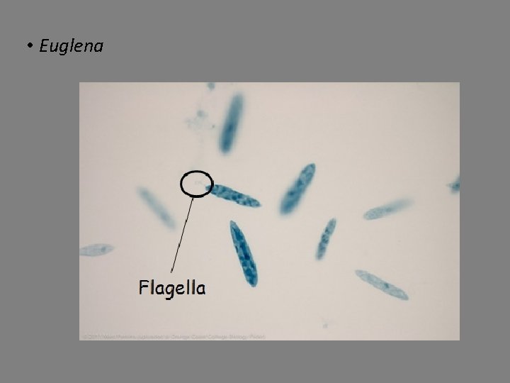  • Euglena 
