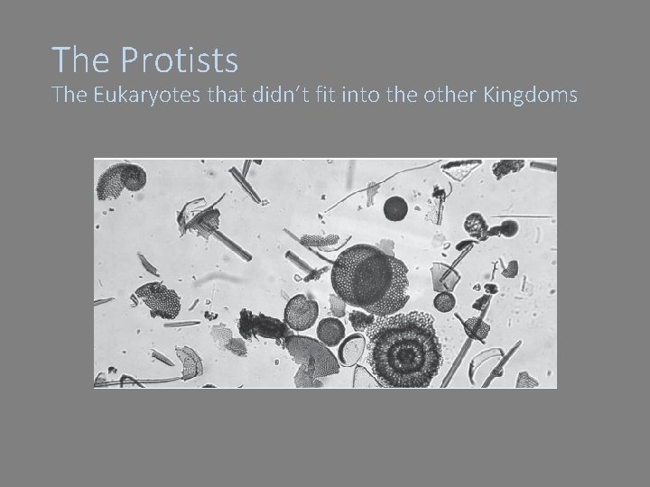 The Protists The Eukaryotes that didn’t fit into the other Kingdoms 