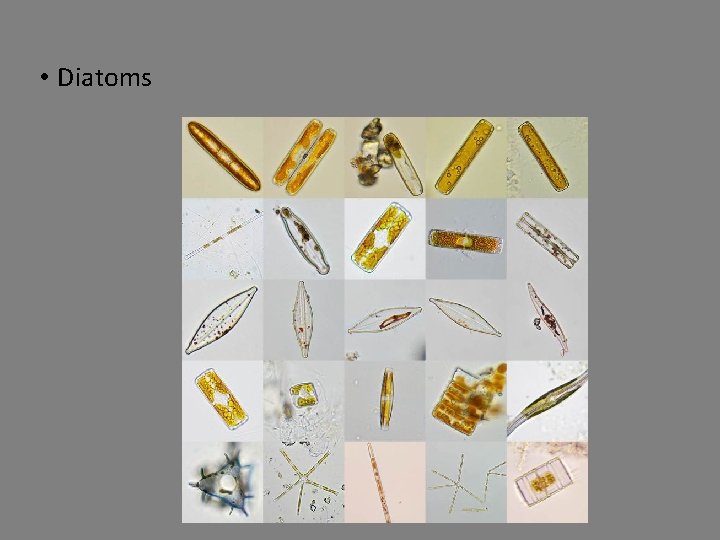  • Diatoms 