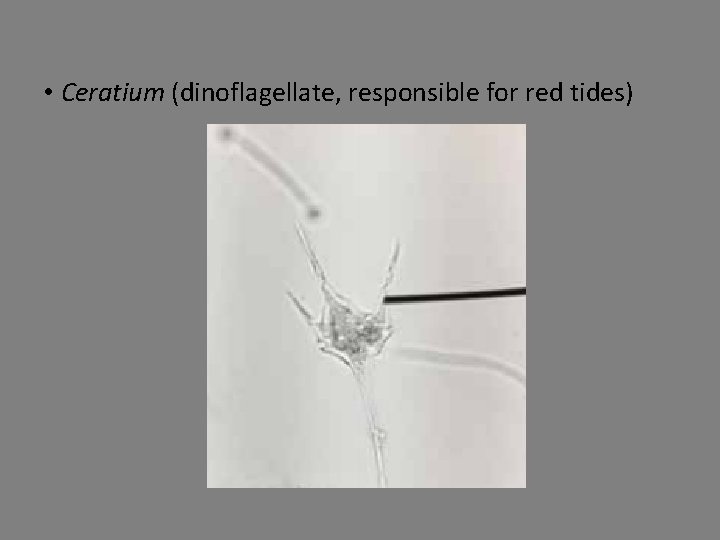  • Ceratium (dinoflagellate, responsible for red tides) 