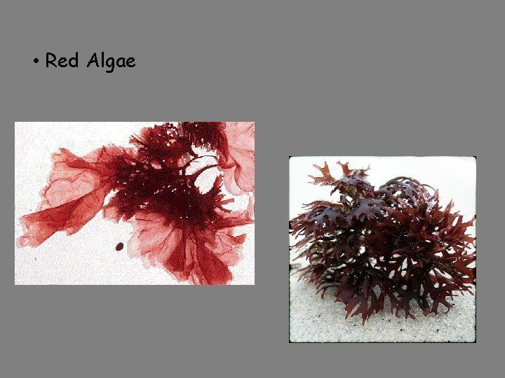  • Red Algae 