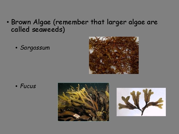  • Brown Algae (remember that larger algae are called seaweeds) • Sargassum •