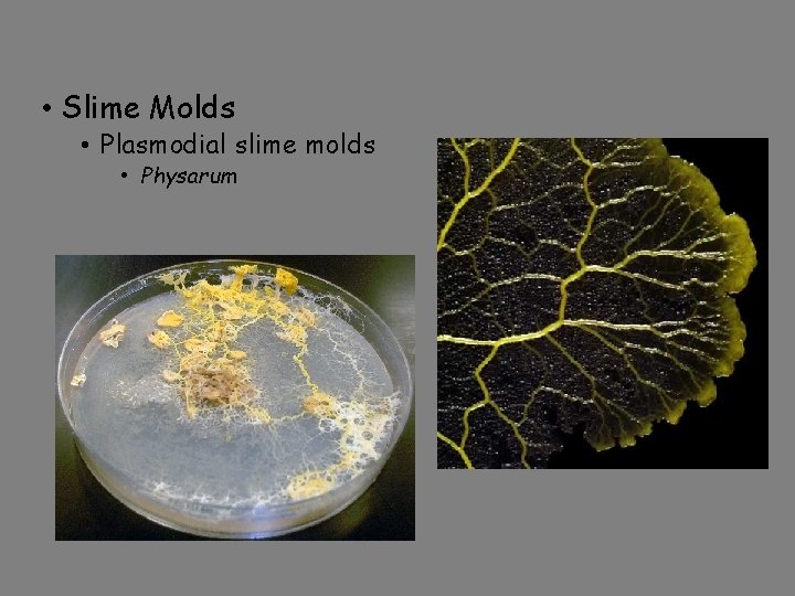  • Slime Molds • Plasmodial slime molds • Physarum 