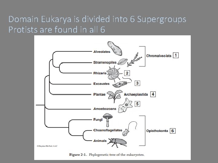 Domain Eukarya is divided into 6 Supergroups Protists are found in all 6 