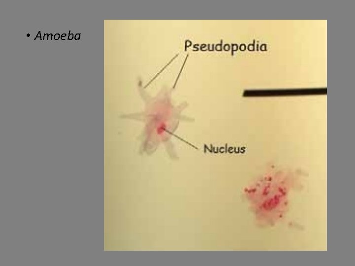  • Amoeba 