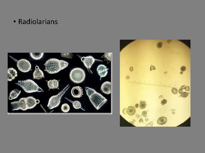  • Radiolarians 