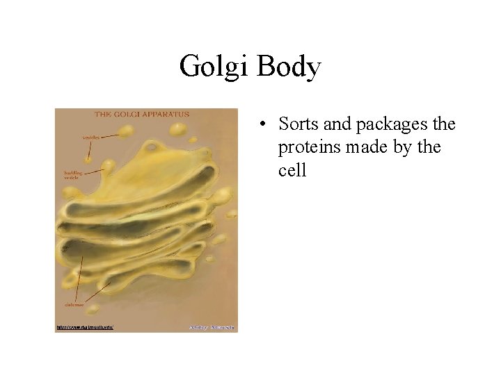 Golgi Body • Sorts and packages the proteins made by the cell 