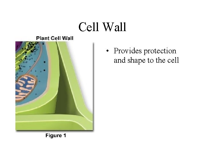 Cell Wall • • Provides protection and shape to the cell 