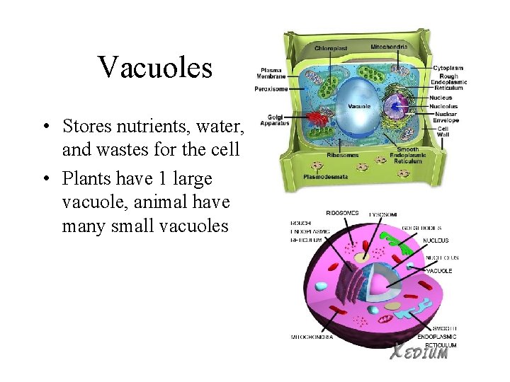 Vacuoles • Stores nutrients, water, • and wastes for the cell • Plants have