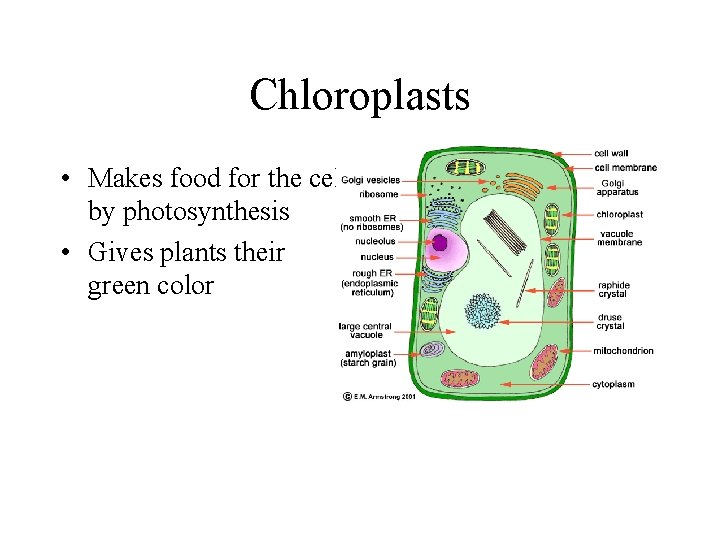 Chloroplasts • Makes food for the cell by photosynthesis • Gives plants their green