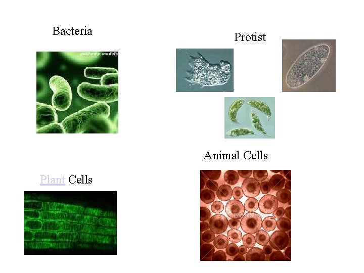 Bacteria Protist Animal Cells Plant Cells 