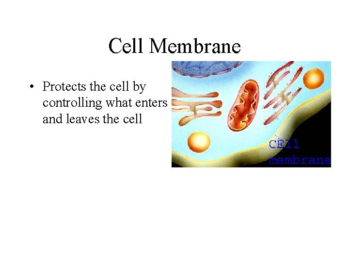 Cell Membrane • Protects the cell by controlling what enters and leaves the cell