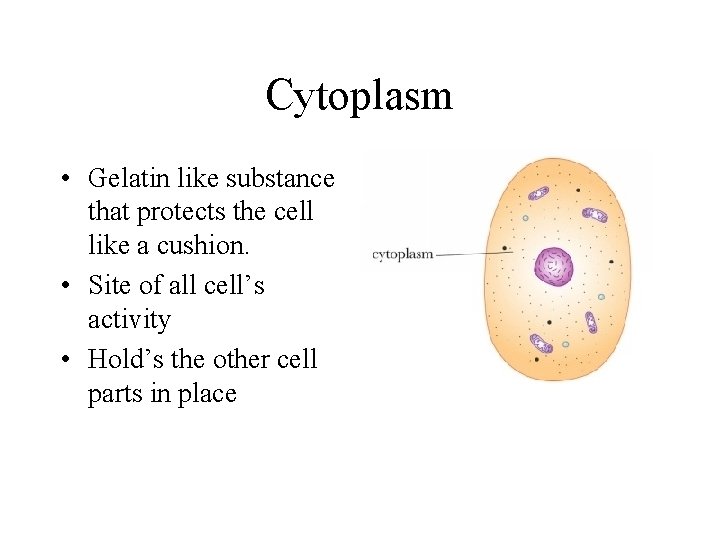 Cytoplasm • Gelatin like substance that protects the cell like a cushion. • Site