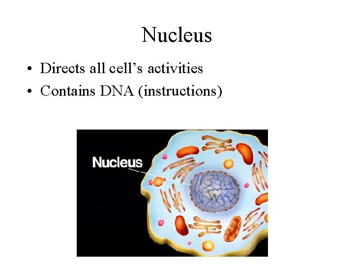 Nucleus • Directs all cell’s activities • Contains DNA (instructions) 