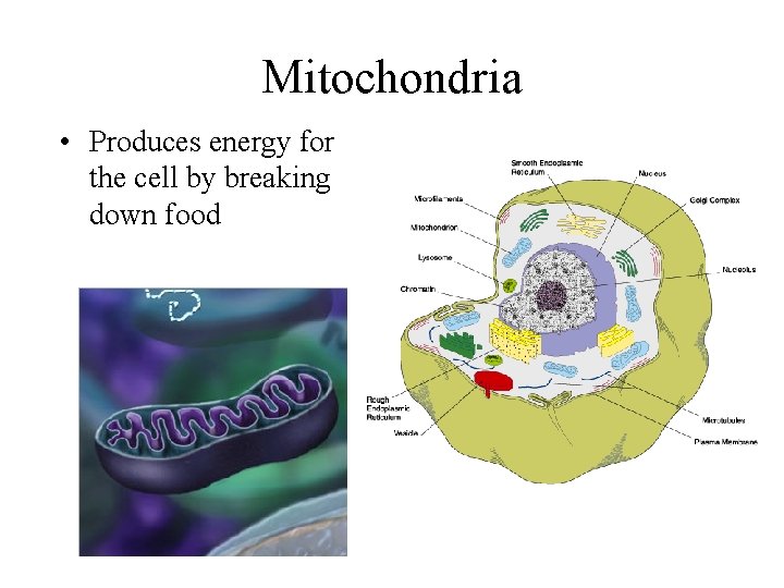 Mitochondria • Produces energy for the cell by breaking down food 
