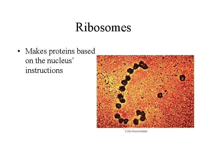 Ribosomes • Makes proteins based on the nucleus’ instructions 