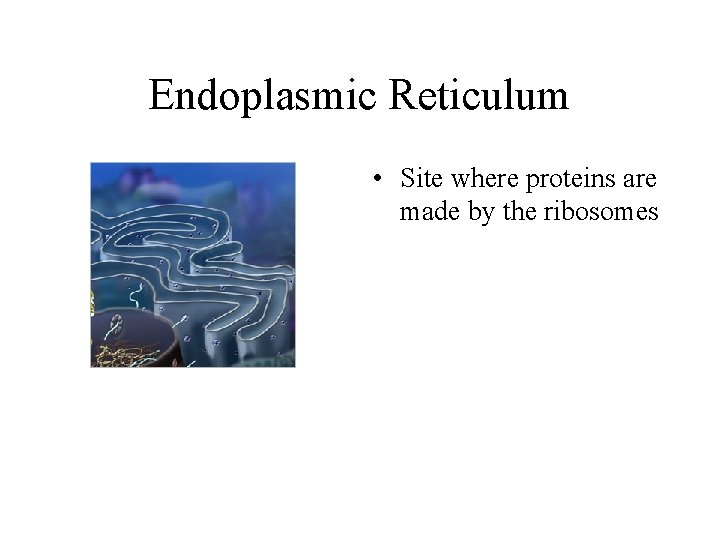 Endoplasmic Reticulum • Site where proteins are made by the ribosomes 