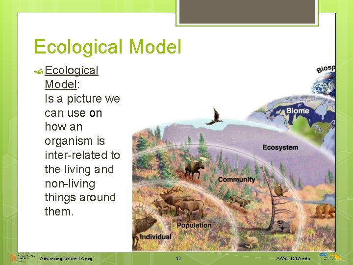 Ecological Model Ecological Model: Is a picture we can use on how an organism