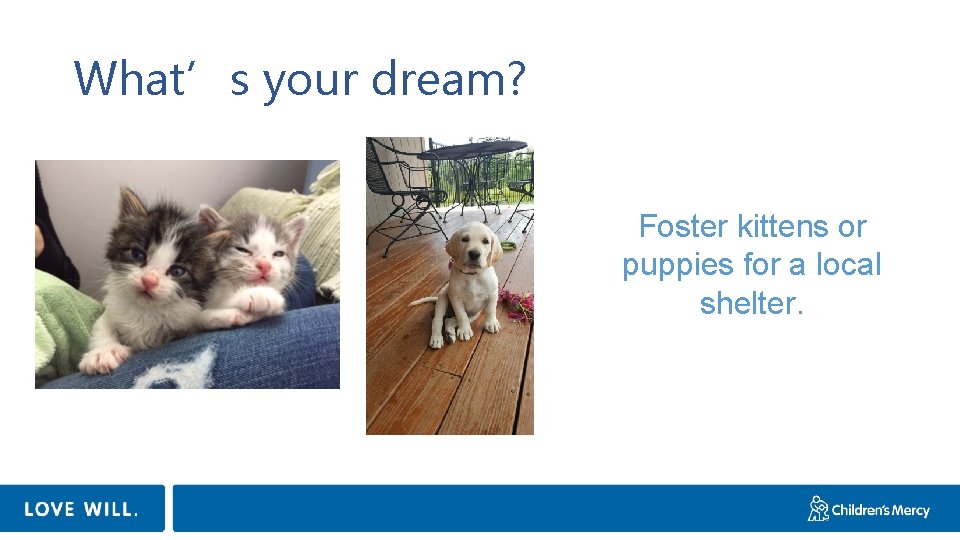 What’s your dream? Foster kittens or puppies for a local shelter. 