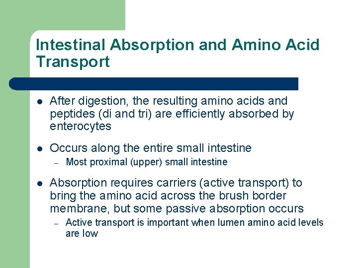 Intestinal Absorption and Amino Acid Transport l After digestion, the resulting amino acids and
