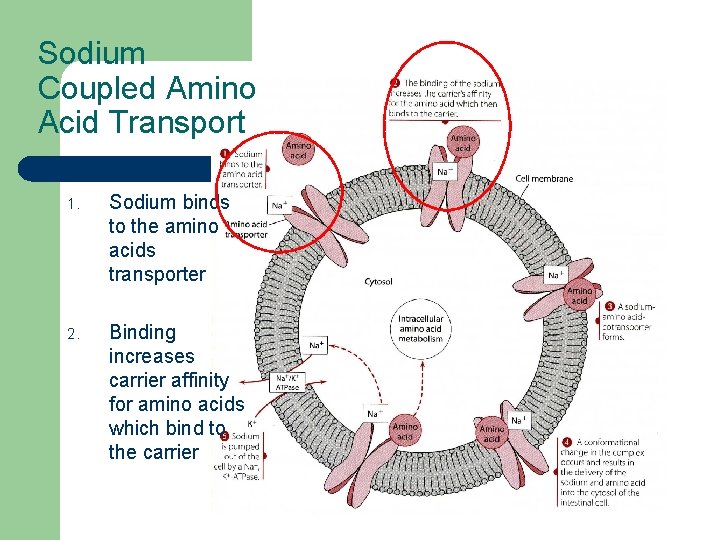 Sodium Coupled Amino Acid Transport 1. Sodium binds to the amino acids transporter 2.