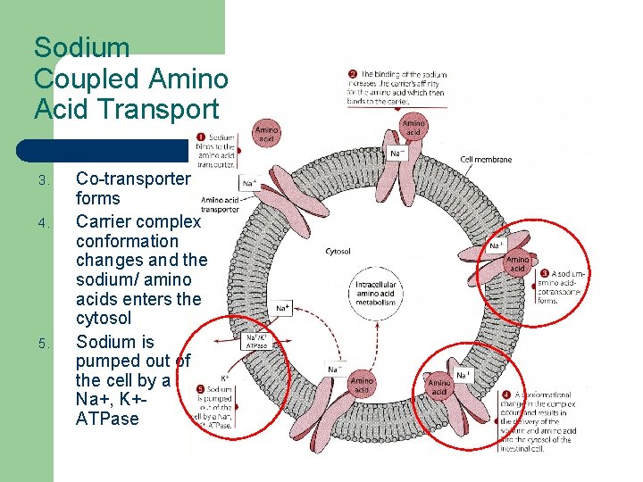 Sodium Coupled Amino Acid Transport 3. 4. 5. Co-transporter forms Carrier complex conformation changes