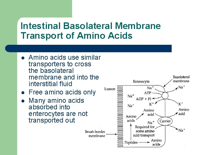 Intestinal Basolateral Membrane Transport of Amino Acids l l l Amino acids use similar