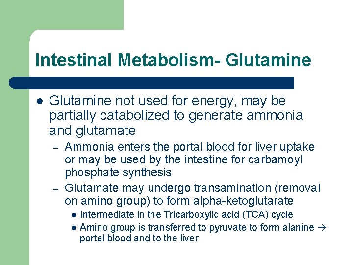 Intestinal Metabolism- Glutamine l Glutamine not used for energy, may be partially catabolized to