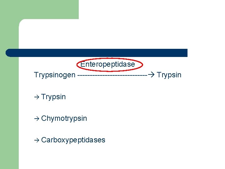 Enteropeptidase Trypsinogen -------------- Trypsin Chymotrypsin Carboxypeptidases 