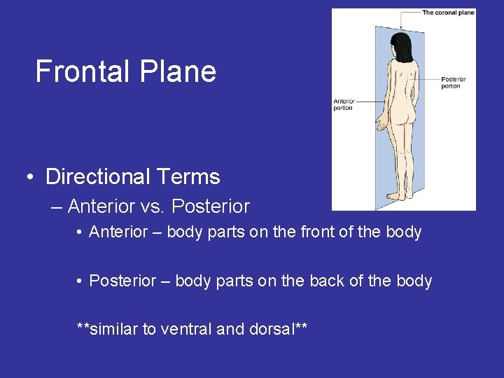 Frontal Plane • Directional Terms – Anterior vs. Posterior • Anterior – body parts