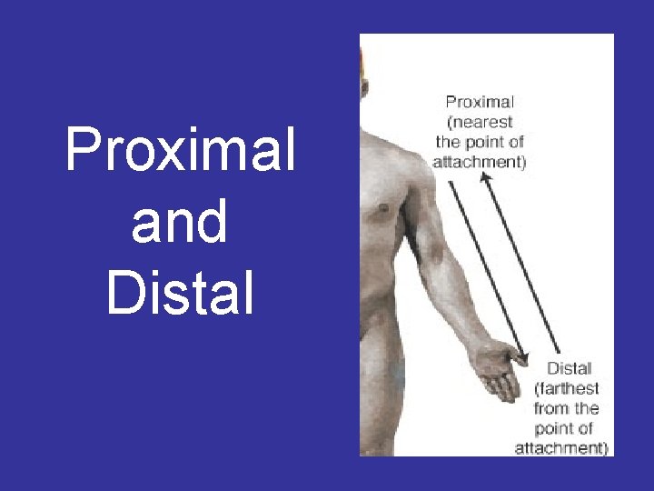 Proximal and Distal 