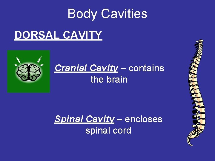 Body Cavities DORSAL CAVITY Cranial Cavity – contains the brain Spinal Cavity – encloses