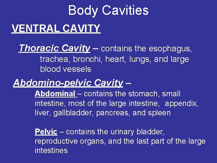 Body Cavities VENTRAL CAVITY Thoracic Cavity – contains the esophagus, trachea, bronchi, heart, lungs,