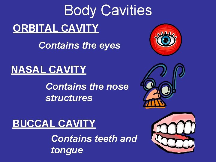Body Cavities ORBITAL CAVITY Contains the eyes NASAL CAVITY Contains the nose structures BUCCAL