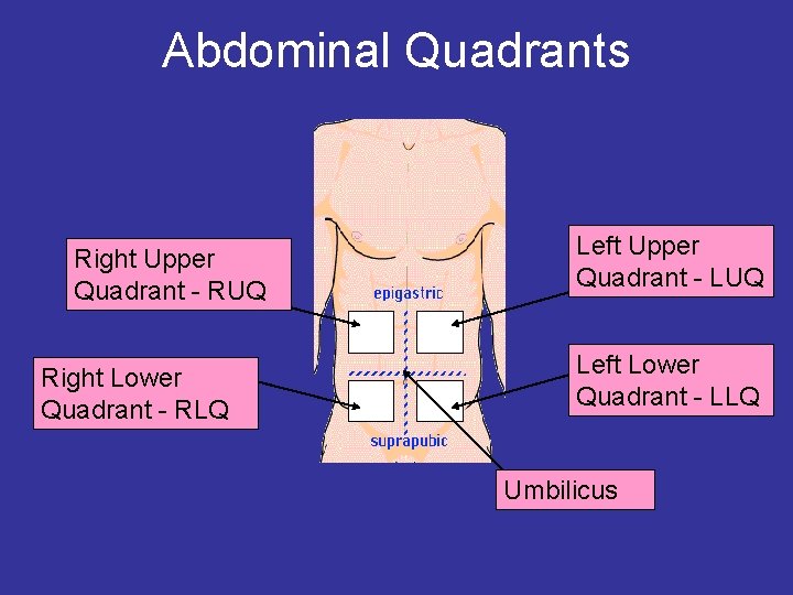 Abdominal Quadrants Right Upper Quadrant - RUQ Right Lower Quadrant - RLQ Left Upper