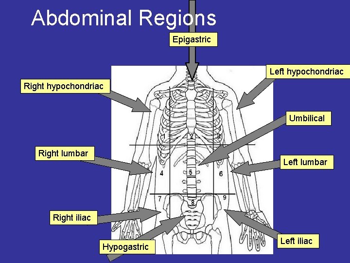 Abdominal Regions Epigastric Left hypochondriac Right hypochondriac Umbilical Right lumbar Left lumbar Right iliac