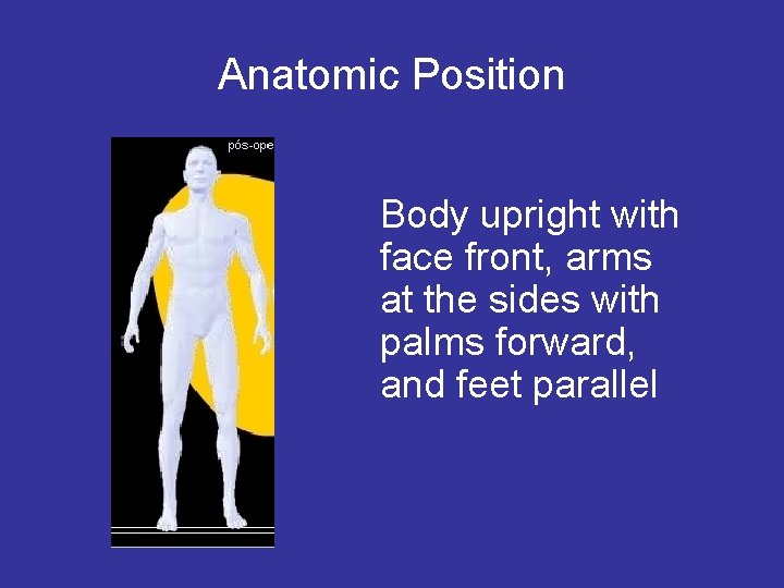 Anatomic Position Body upright with face front, arms at the sides with palms forward,