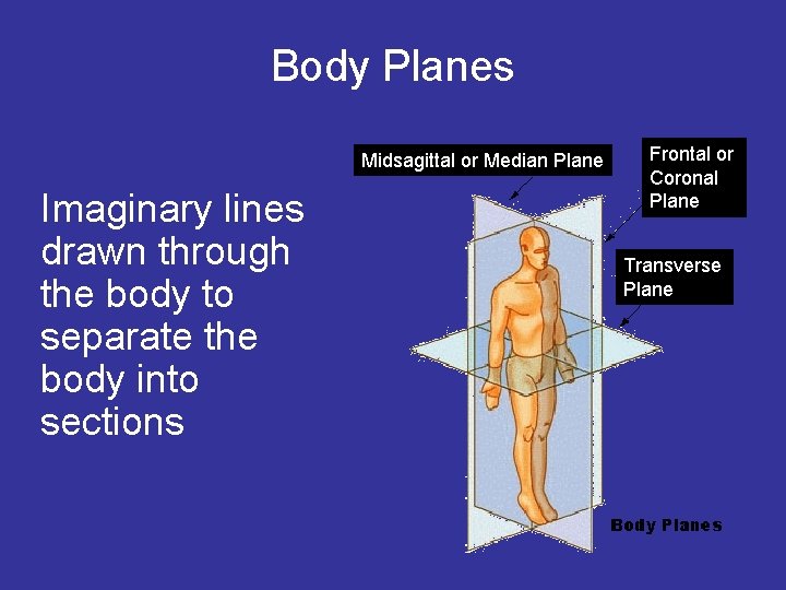 Body Planes Midsagittal or Median Plane Imaginary lines drawn through the body to separate