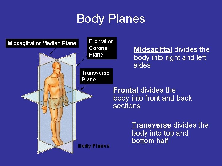 Body Planes Midsagittal or Median Plane Frontal or Coronal Plane Midsagittal divides the body