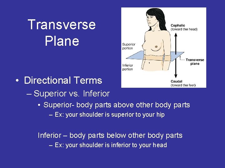 Transverse Plane • Directional Terms – Superior vs. Inferior • Superior- body parts above