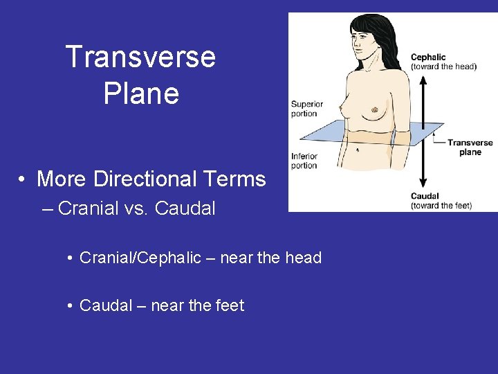Transverse Plane • More Directional Terms – Cranial vs. Caudal • Cranial/Cephalic – near