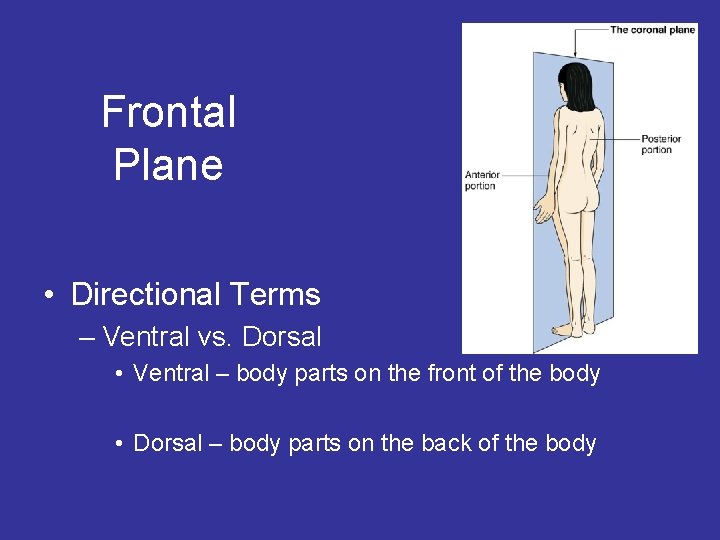 Frontal Plane • Directional Terms – Ventral vs. Dorsal • Ventral – body parts