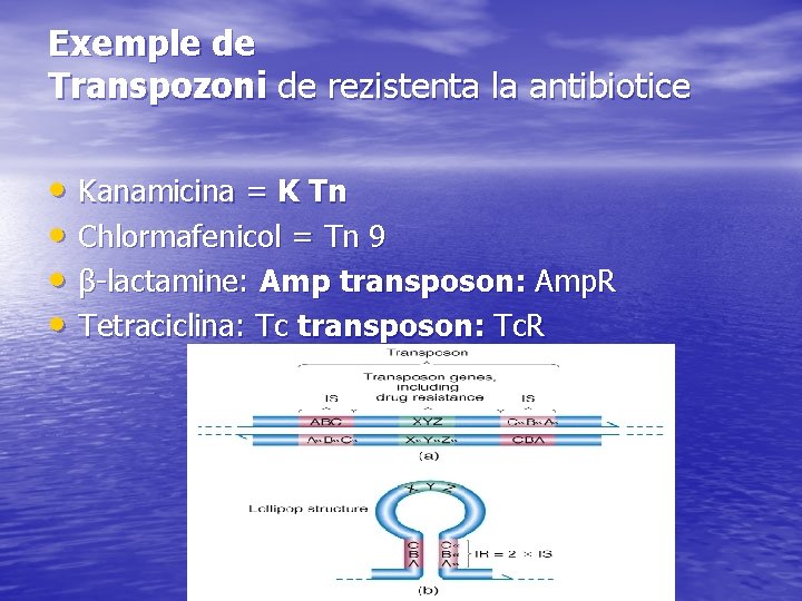 Exemple de Transpozoni de rezistenta la antibiotice • Kanamicina = K Tn • Chlormafenicol